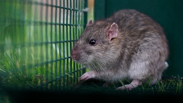 Ratte in Käfig | Bild: BR